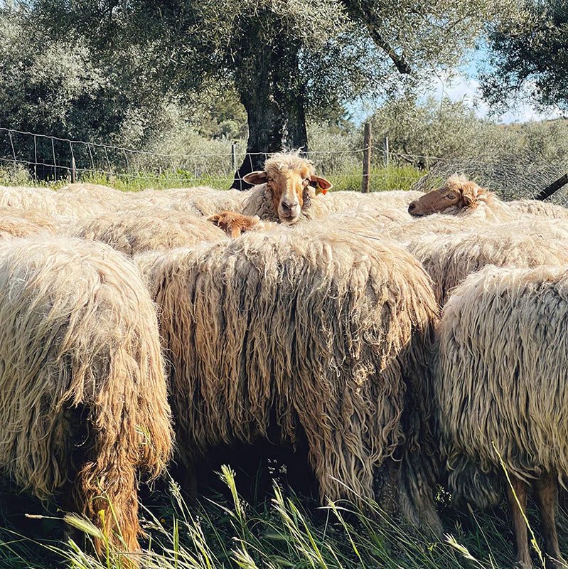 Retrosaria Rosa Pomar - BADANA